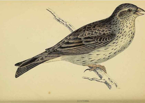 Reproducción/Reproduction 49243964148: A history of British birds.. London,Groombridge and Sons,[1862?-1867?]. 