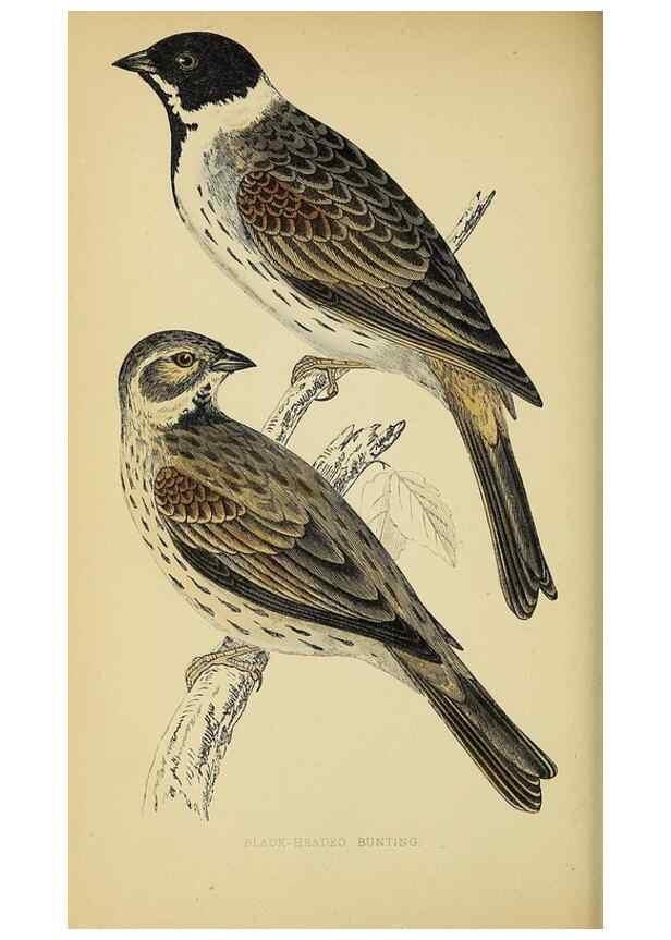 Reproducción/Reproduction 49244433991: A history of British birds.. London,Groombridge and Sons,[1862?-1867?]. 