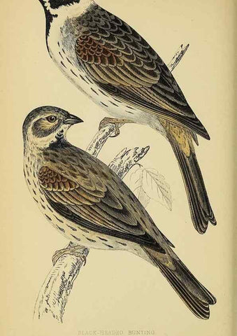 Reproducción/Reproduction 49244433991: A history of British birds.. London,Groombridge and Sons,[1862?-1867?]. 