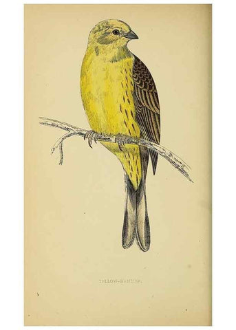 Reproducción/Reproduction 49244434376: A history of British birds.. London,Groombridge and Sons,[1862?-1867?]. 