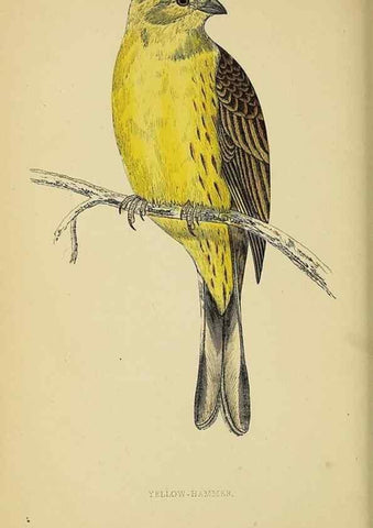 Reproducción/Reproduction 49244434376: A history of British birds.. London,Groombridge and Sons,[1862?-1867?]. 