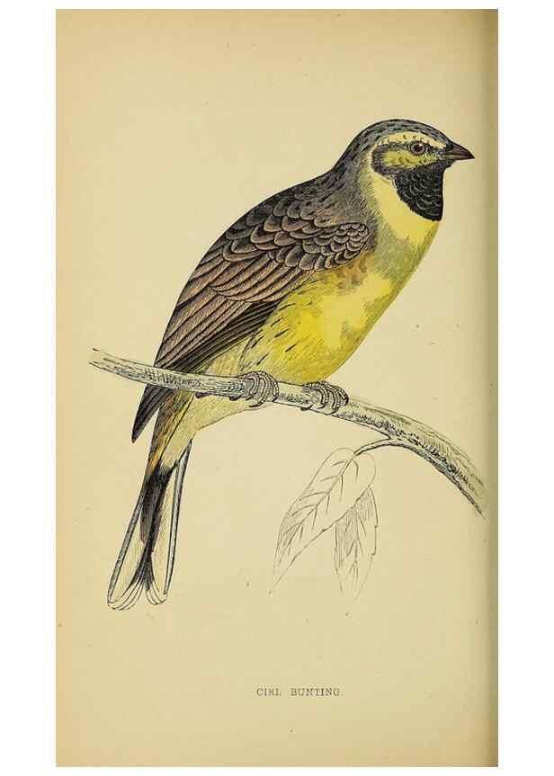 Reproducción/Reproduction 49244650562: A history of British birds.. London,Groombridge and Sons,[1862?-1867?]. 