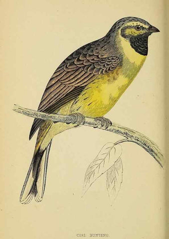 Reproducción/Reproduction 49244650562: A history of British birds.. London,Groombridge and Sons,[1862?-1867?]. 