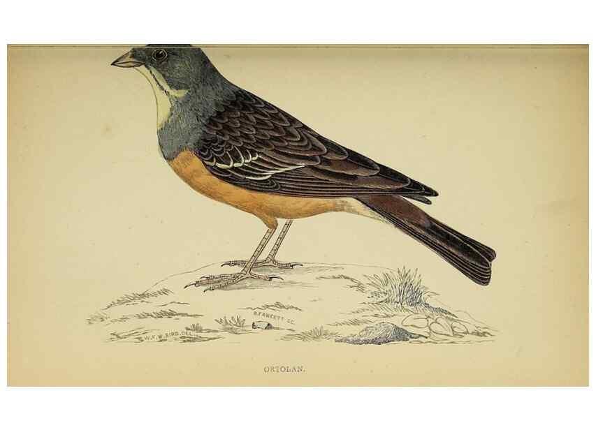 Reproducción/Reproduction 49243965683: A history of British birds.. London,Groombridge and Sons,[1862?-1867?]. 
