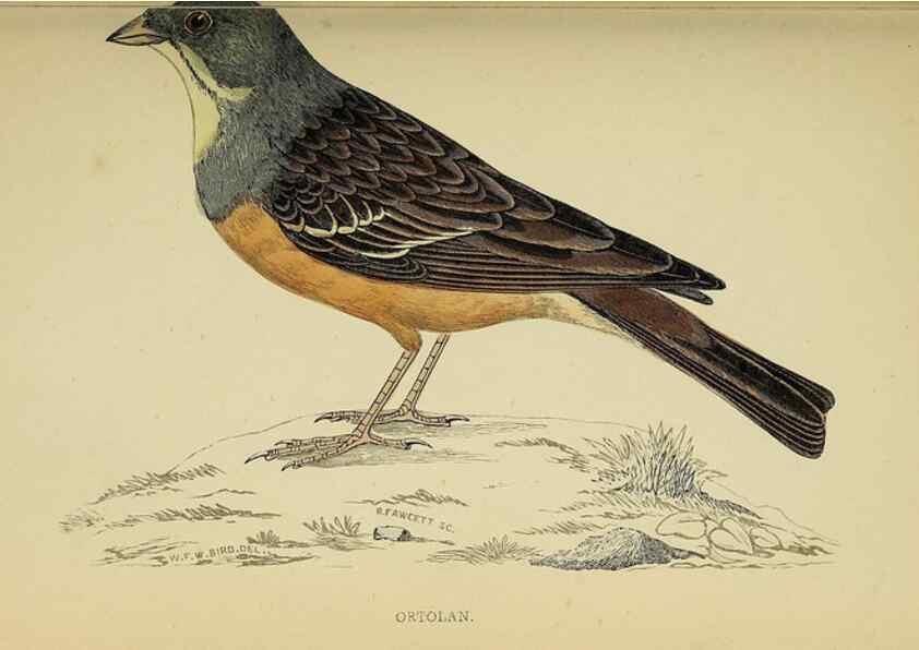 Reproducción/Reproduction 49243965683: A history of British birds.. London,Groombridge and Sons,[1862?-1867?]. 