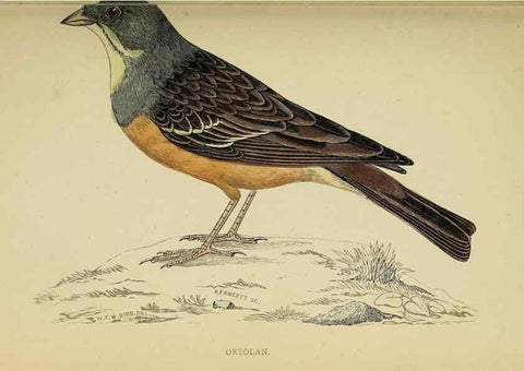 Reproducción/Reproduction 49243965683: A history of British birds.. London,Groombridge and Sons,[1862?-1867?]. 