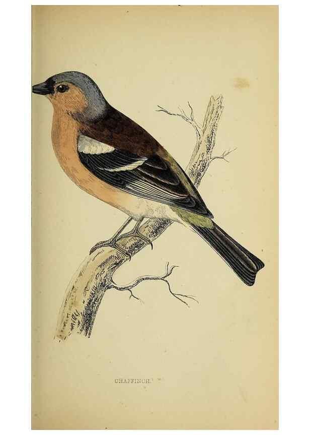 Reproducción/Reproduction 49243966073: A history of British birds.. London,Groombridge and Sons,[1862?-1867?]. 