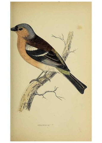 Reproducción/Reproduction 49243966073: A history of British birds.. London,Groombridge and Sons,[1862?-1867?]. 