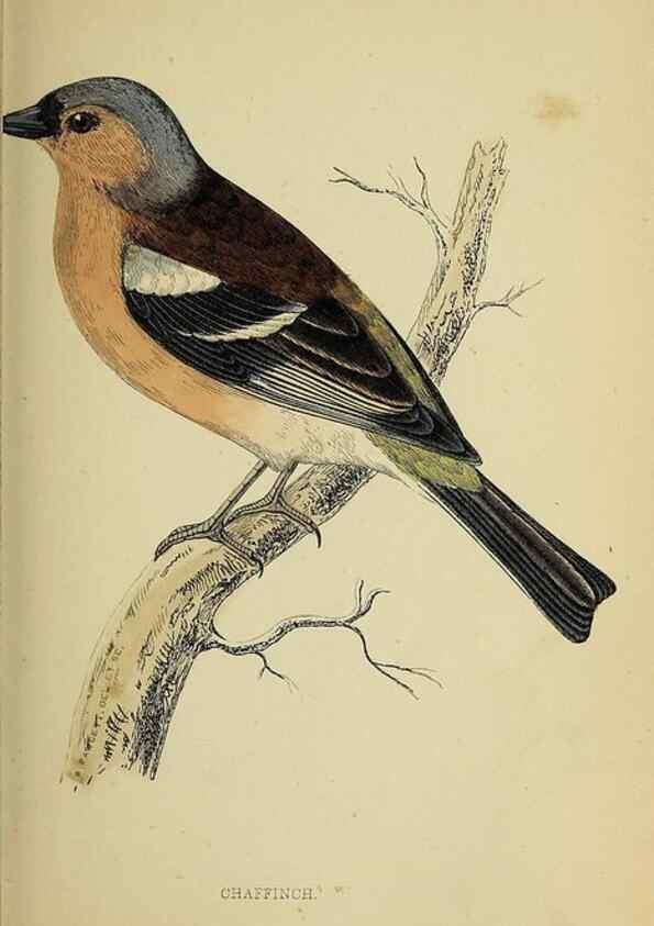 Reproducción/Reproduction 49243966073: A history of British birds.. London,Groombridge and Sons,[1862?-1867?]. 