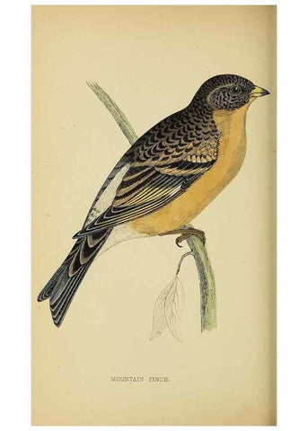 Reproducción/Reproduction 49244435806: A history of British birds.. London,Groombridge and Sons,[1862?-1867?]. 