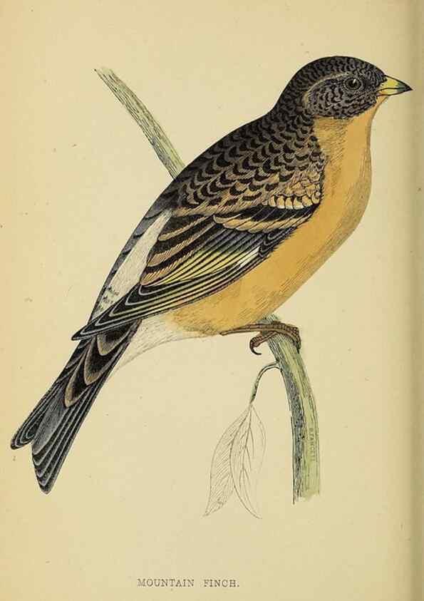 Reproducción/Reproduction 49244435806: A history of British birds.. London,Groombridge and Sons,[1862?-1867?]. 