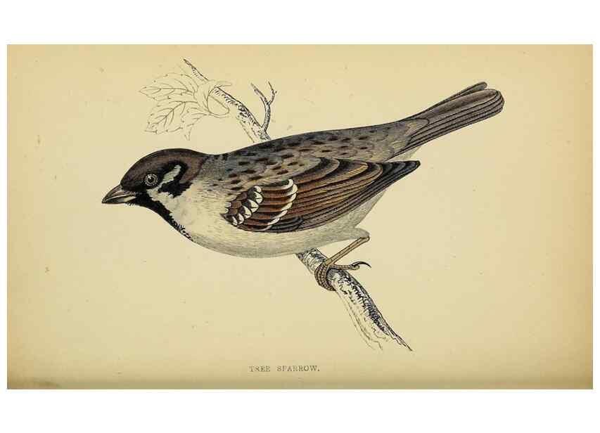 Reproducción/Reproduction 49244651777: A history of British birds.. London,Groombridge and Sons,[1862?-1867?]. 