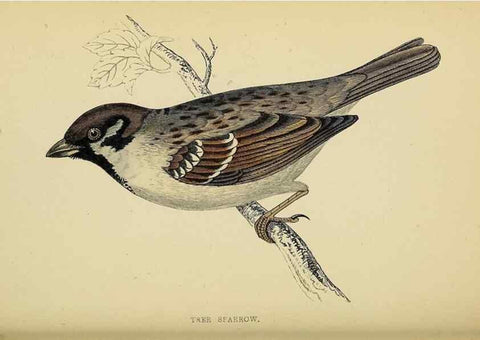 Reproducción/Reproduction 49244651777: A history of British birds.. London,Groombridge and Sons,[1862?-1867?]. 