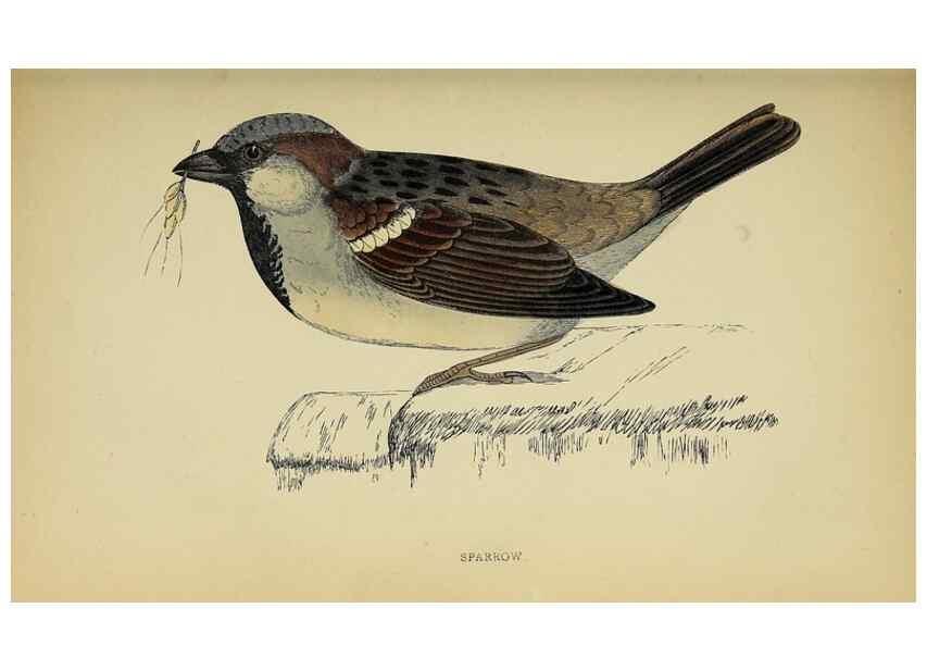 Reproducción/Reproduction 49244436461: A history of British birds.. London,Groombridge and Sons,[1862?-1867?]. 