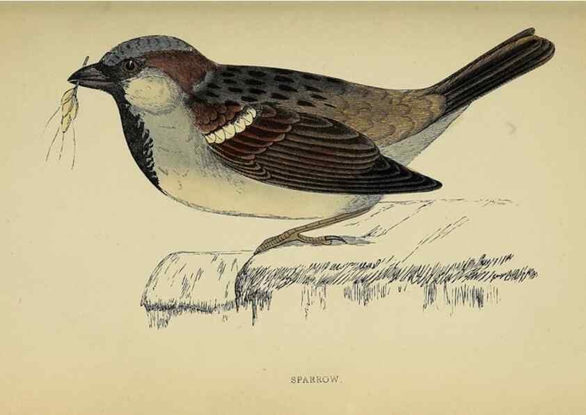 Reproducción/Reproduction 49244436461: A history of British birds.. London,Groombridge and Sons,[1862?-1867?]. 
