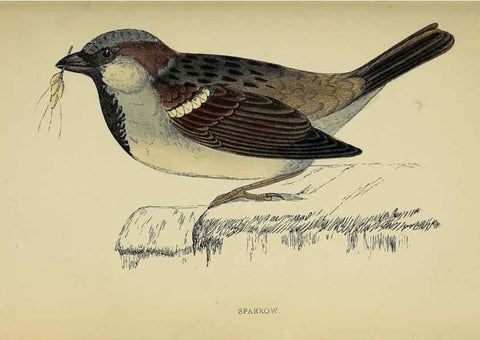 Reproducción/Reproduction 49244436461: A history of British birds.. London,Groombridge and Sons,[1862?-1867?]. 