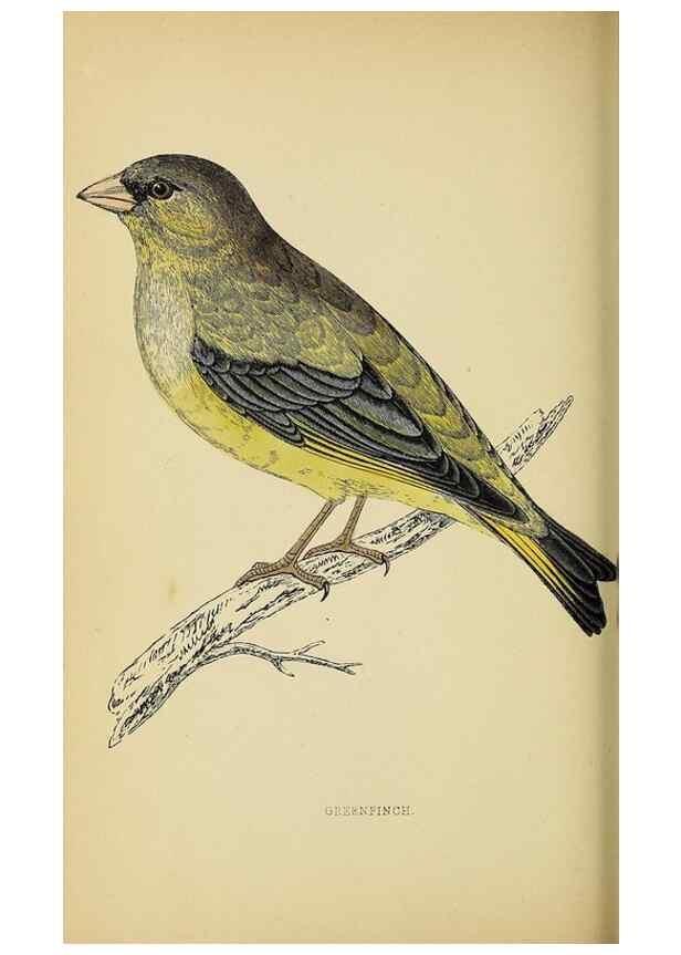 Reproducción/Reproduction 49244652532: A history of British birds.. London,Groombridge and Sons,[1862?-1867?]. 