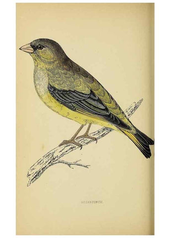 Reproducción/Reproduction 49244652532: A history of British birds.. London,Groombridge and Sons,[1862?-1867?]. 