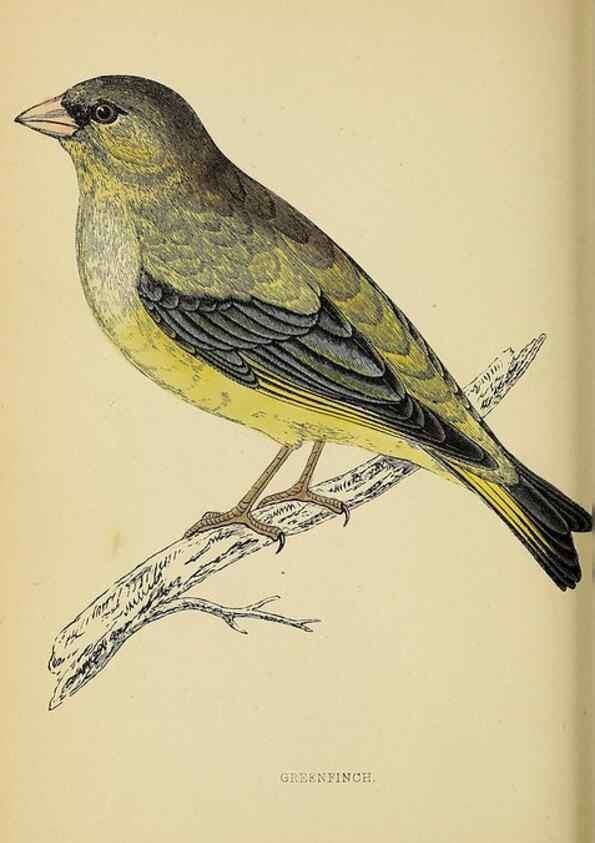 Reproducción/Reproduction 49244652532: A history of British birds.. London,Groombridge and Sons,[1862?-1867?]. 
