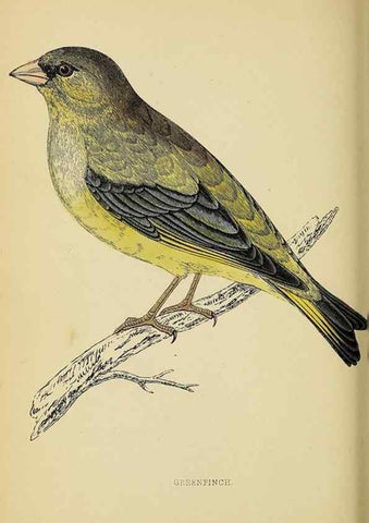 Reproducción/Reproduction 49244652532: A history of British birds.. London,Groombridge and Sons,[1862?-1867?]. 
