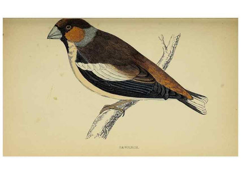 Reproducción/Reproduction 49244652907: A history of British birds.. London,Groombridge and Sons,[1862?-1867?]. 