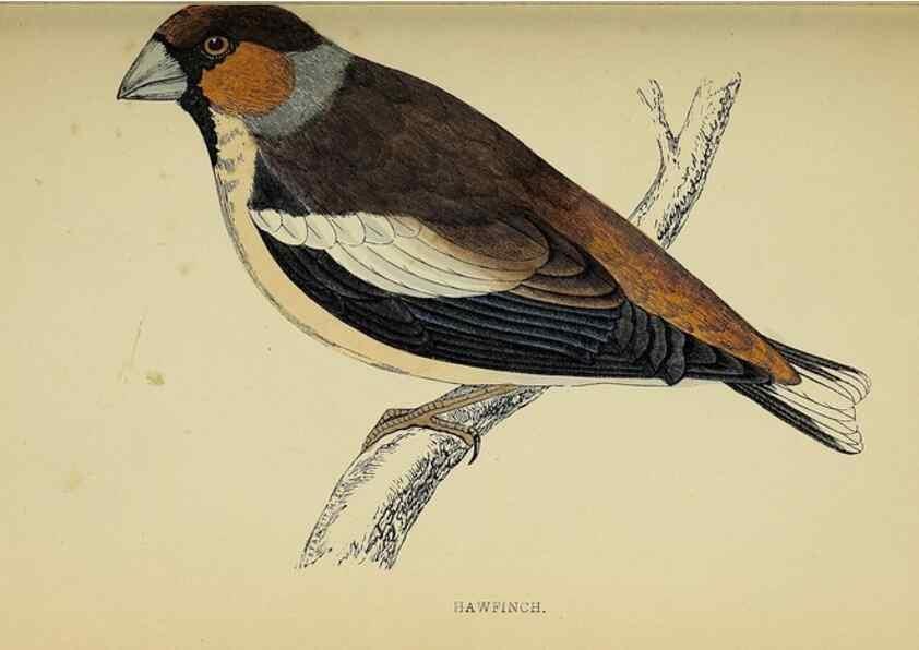 Reproducción/Reproduction 49244652907: A history of British birds.. London,Groombridge and Sons,[1862?-1867?]. 