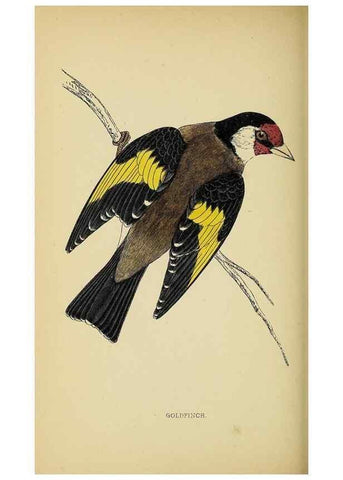 Reproducción/Reproduction 49244653222: A history of British birds.. London,Groombridge and Sons,[1862?-1867?]. 