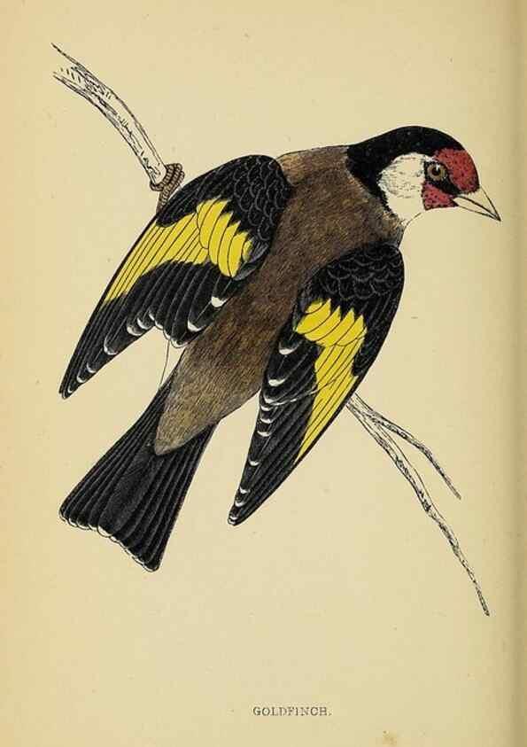 Reproducción/Reproduction 49244653222: A history of British birds.. London,Groombridge and Sons,[1862?-1867?]. 