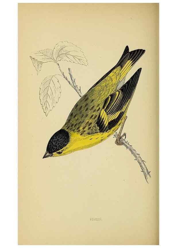 Reproducción/Reproduction 49244437901: A history of British birds.. London,Groombridge and Sons,[1862?-1867?]. 