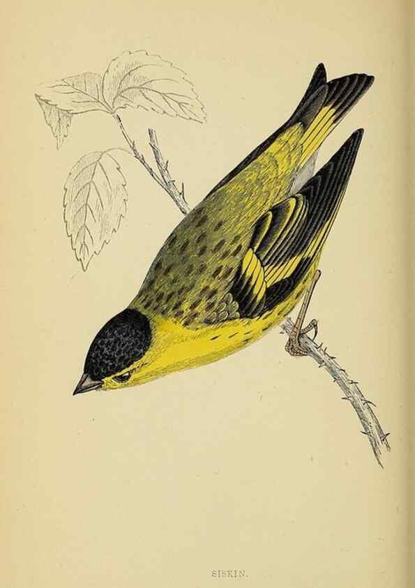Reproducción/Reproduction 49244437901: A history of British birds.. London,Groombridge and Sons,[1862?-1867?]. 