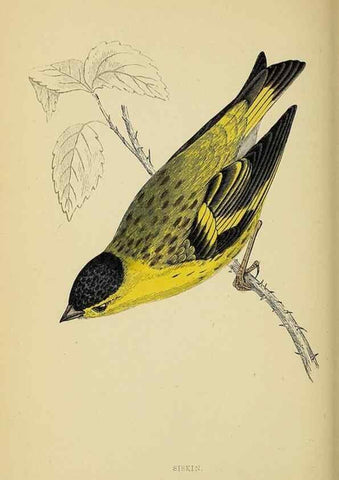 Reproducción/Reproduction 49244437901: A history of British birds.. London,Groombridge and Sons,[1862?-1867?]. 