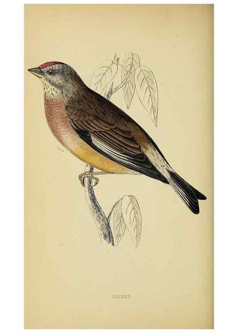 Reproducción/Reproduction 49243968663: A history of British birds.. London,Groombridge and Sons,[1862?-1867?]. 