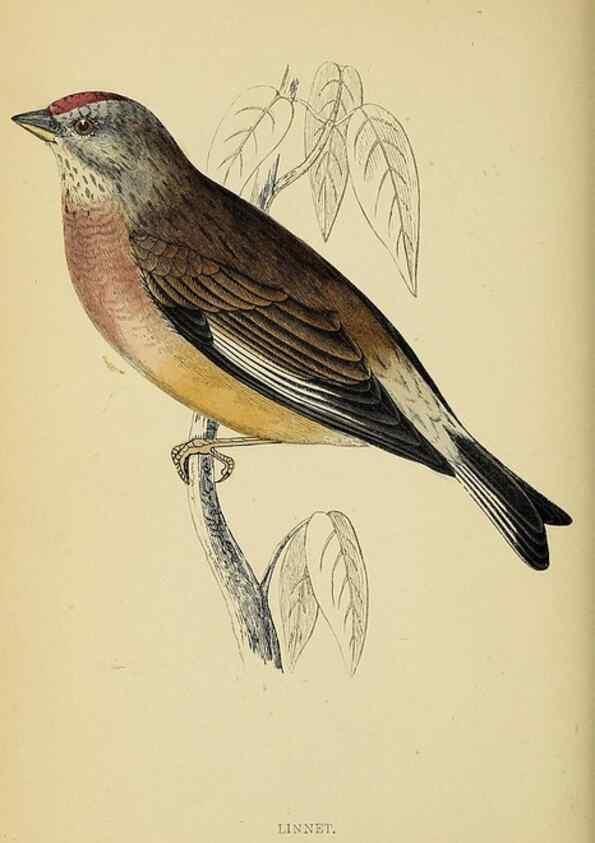 Reproducción/Reproduction 49243968663: A history of British birds.. London,Groombridge and Sons,[1862?-1867?]. 