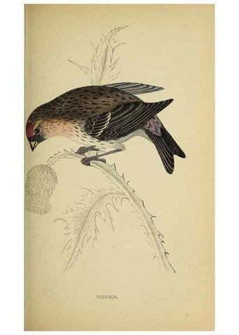 Reproducción/Reproduction 49244438511: A history of British birds.. London,Groombridge and Sons,[1862?-1867?]. 