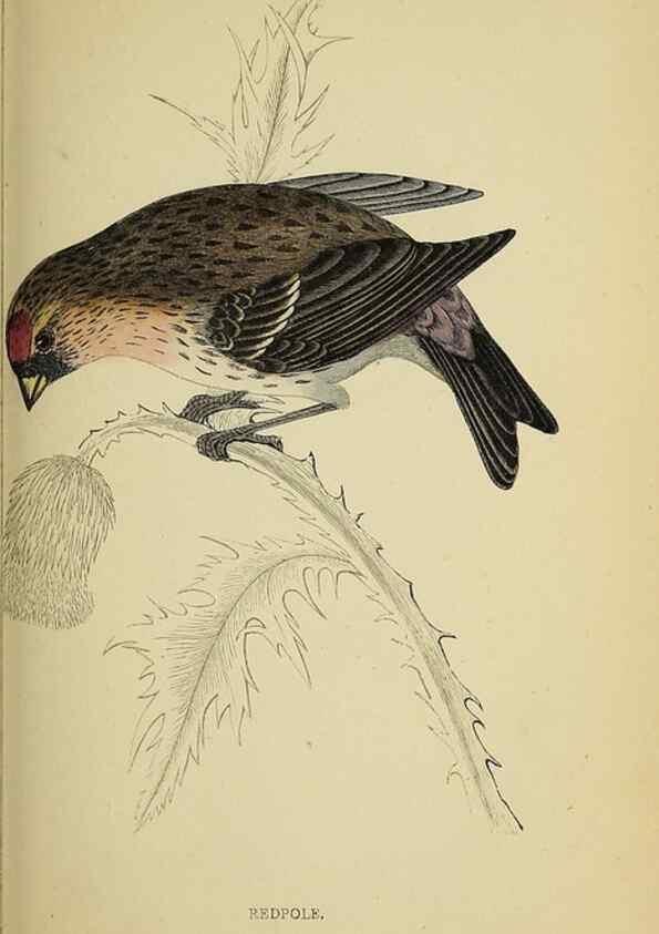 Reproducción/Reproduction 49244438511: A history of British birds.. London,Groombridge and Sons,[1862?-1867?]. 