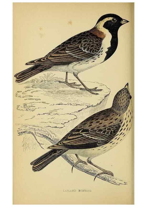Reproducción/Reproduction 49243963648: A history of British birds.. London,Groombridge and Sons,[1862?-1867?]. 