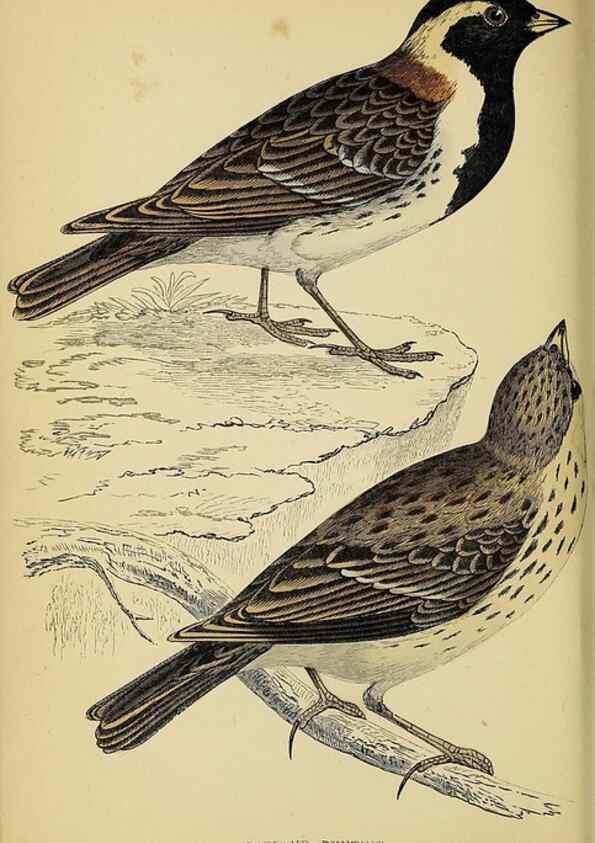 Reproducción/Reproduction 49243963648: A history of British birds.. London,Groombridge and Sons,[1862?-1867?]. 