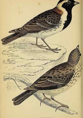 Reproducción/Reproduction 49243963648: A history of British birds.. London,Groombridge and Sons,[1862?-1867?]. 