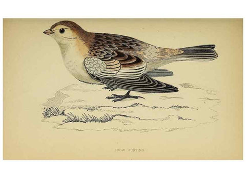 Reproducción/Reproduction 49244432776: A history of British birds.. London,Groombridge and Sons,[1862?-1867?]. 
