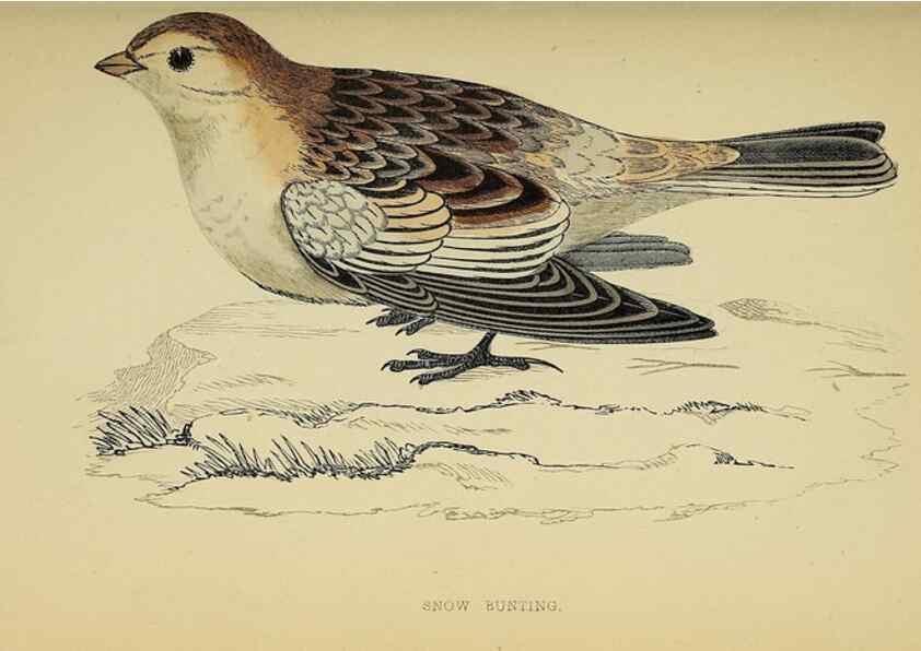 Reproducción/Reproduction 49244432776: A history of British birds.. London,Groombridge and Sons,[1862?-1867?]. 