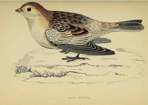 Reproducción/Reproduction 49244432776: A history of British birds.. London,Groombridge and Sons,[1862?-1867?]. 