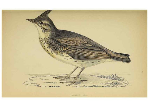 Reproducción/Reproduction 49244648092: A history of British birds.. London,Groombridge and Sons,[1862?-1867?]. 
