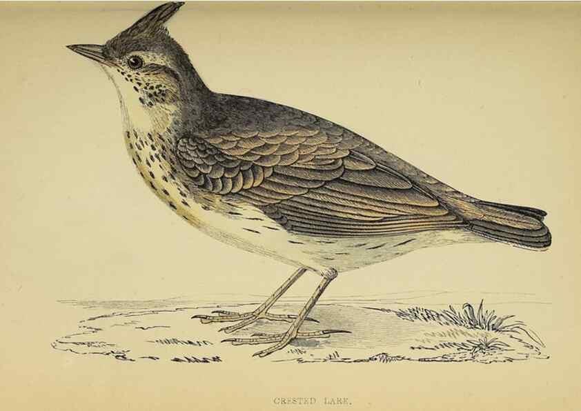 Reproducción/Reproduction 49244648092: A history of British birds.. London,Groombridge and Sons,[1862?-1867?]. 