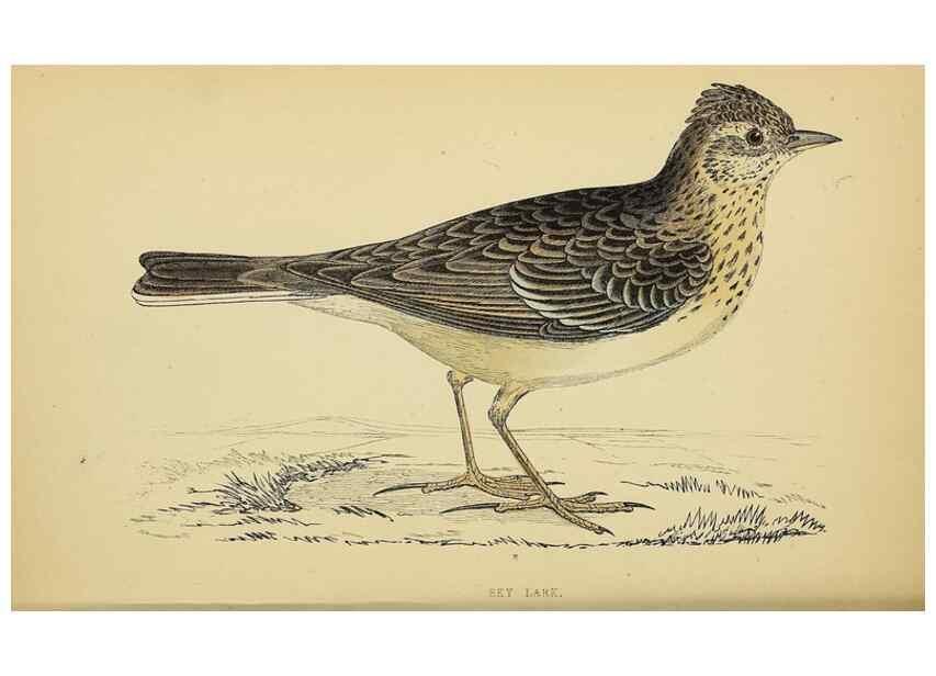 Reproducción/Reproduction 49244647657: A history of British birds.. London,Groombridge and Sons,[1862?-1867?]. 
