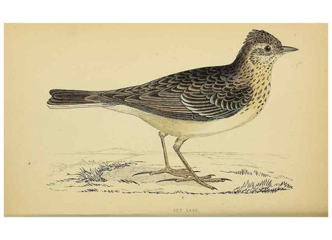 Reproducción/Reproduction 49244647657: A history of British birds.. London,Groombridge and Sons,[1862?-1867?]. 