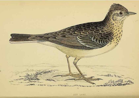 Reproducción/Reproduction 49244647657: A history of British birds.. London,Groombridge and Sons,[1862?-1867?]. 