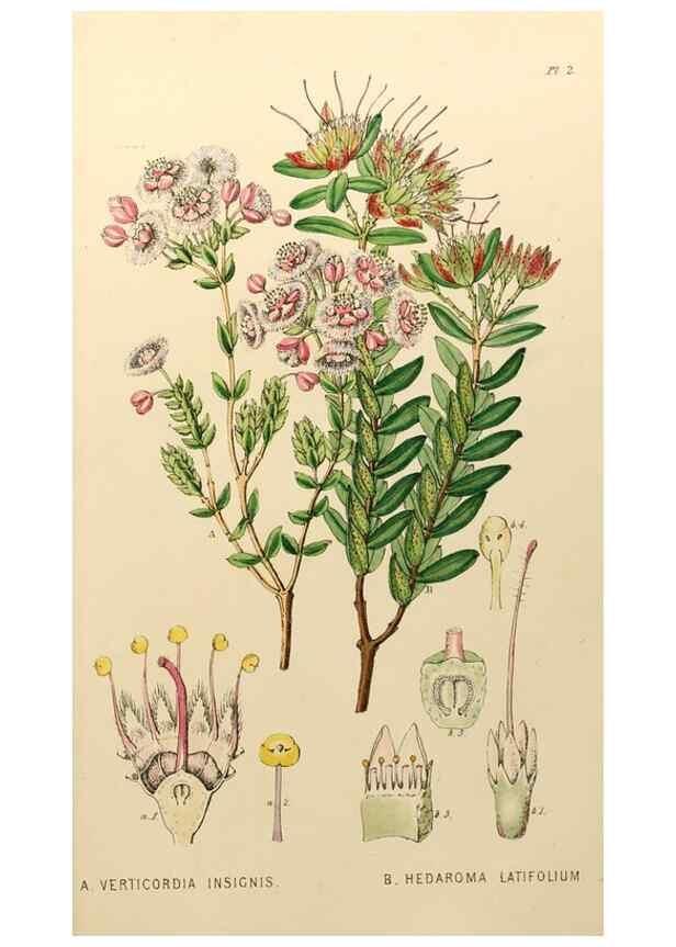 Reproducción/Reproduction 49233114198: Appendix to the first twenty-three volumes of Edwards's botanical register :. London :James Ridgway,1839.. 