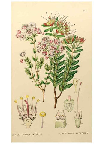 Reproducción/Reproduction 49233114198: Appendix to the first twenty-three volumes of Edwards's botanical register :. London :James Ridgway,1839.. 