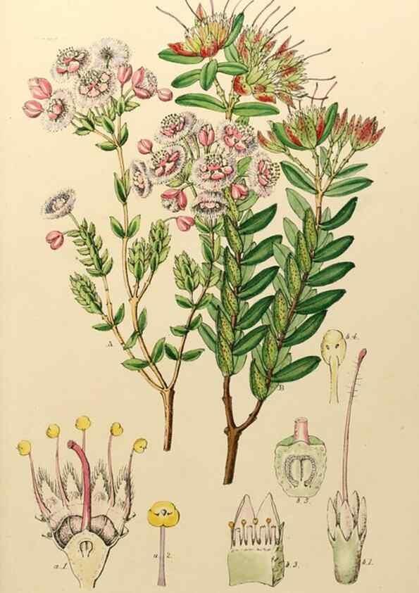 Reproducción/Reproduction 49233114198: Appendix to the first twenty-three volumes of Edwards's botanical register :. London :James Ridgway,1839.. 