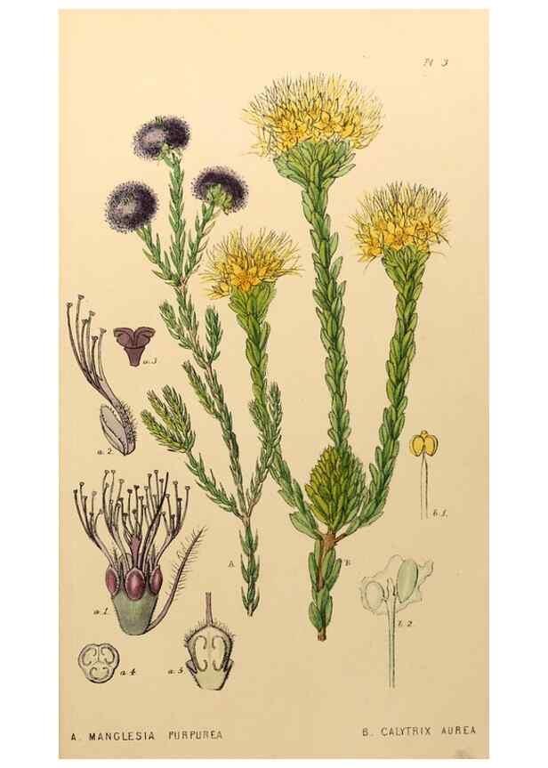 Reproducción/Reproduction 49233803457: Appendix to the first twenty-three volumes of Edwards's botanical register :. London :James Ridgway,1839.. 